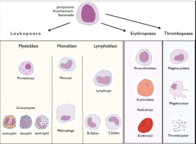 Pathologies Hématologiques non malignes